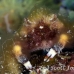 crab_clinging_banded_dome_nwp_h_0382_tci2335.jpg
